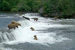 Katmai National Park and Preserve Brooks Falls